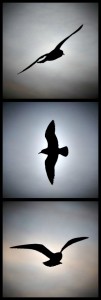 {Birds by Peter Voigt}