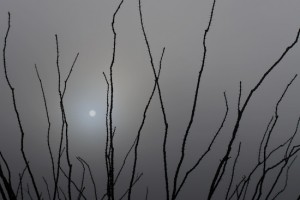 {Moon Fog by Audrey Kanekoa-Madrid}