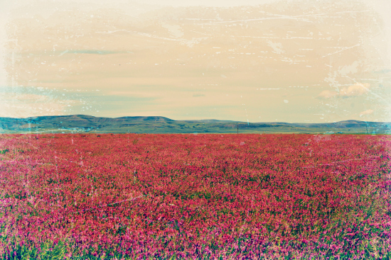 LeannaWynwood_Lomanski-Prairie_Zen-fields_of_heaven