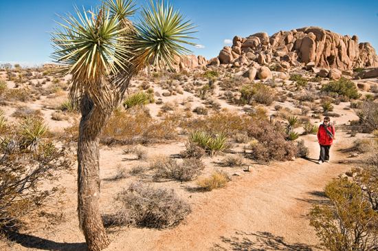 MichaelVan_der_Tol-Seeing_Red_in_Joshua_Tree-seeing_red_in_joshua_tree_no._2