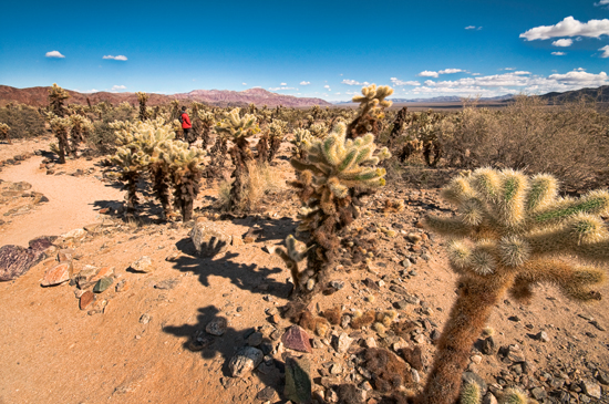 MichaelVan_der_Tol-Seeing_Red_in_Joshua_Tree-seeing_red_in_joshua_tree_no._4