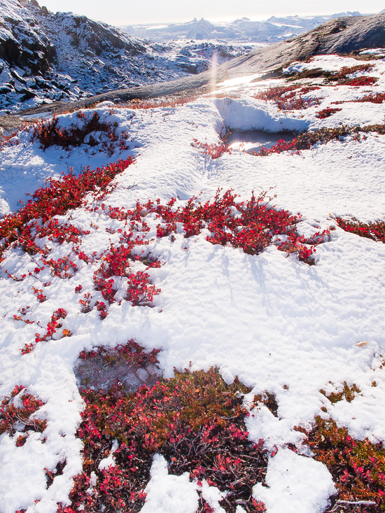 PeterVoigt-By_Boat_to_Ilulissat__Greenland-8_-_ilulissat_flora_by_peter_voigt