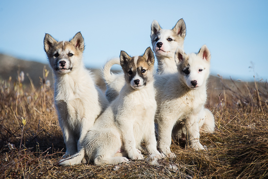 PeterVoigt-By_Boat_to_Ilulissat__Greenland-9_-_greenland_sled_puppies_by_peter_voigt