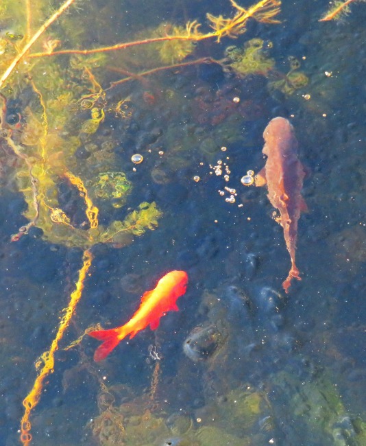 p.trim_frozen pond_7